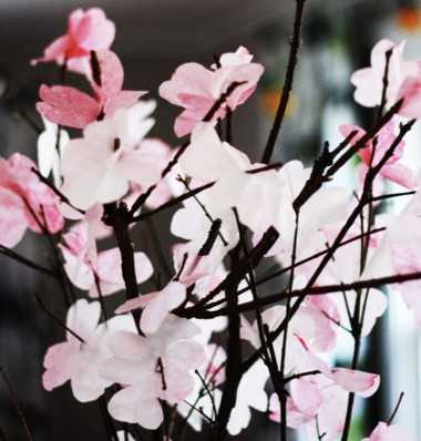 cherryblossom