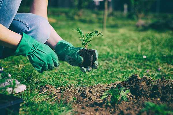 Gardening