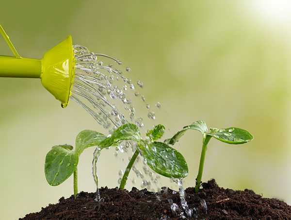 Watering Plant