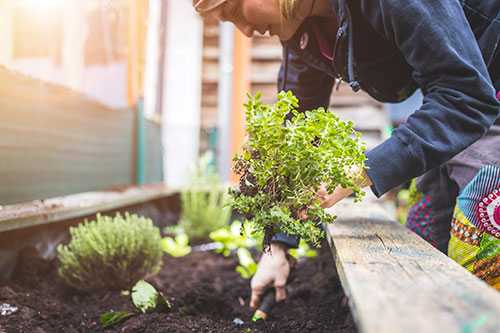 Gardening