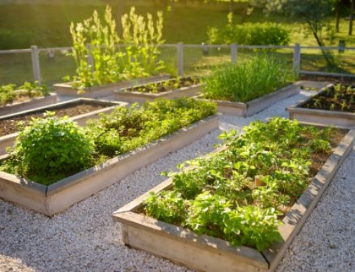 Get More from Your Garden Than Just Vegetables